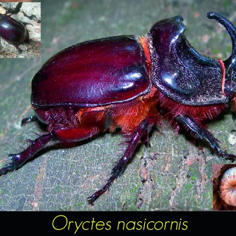 Oryctes nasicornis
