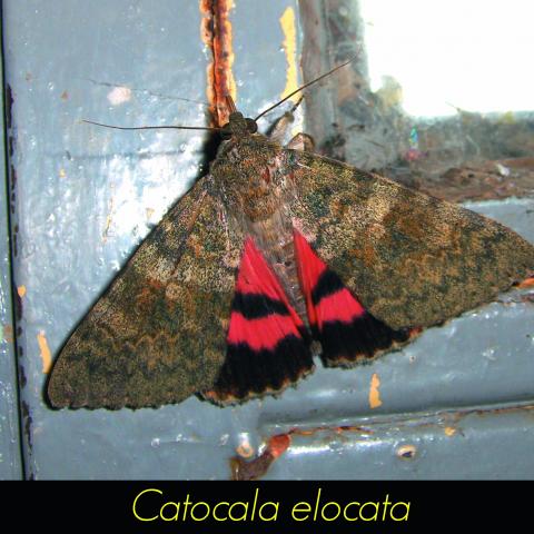 Catocala elocata