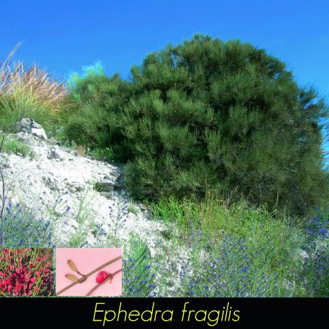Ephedra fragilis