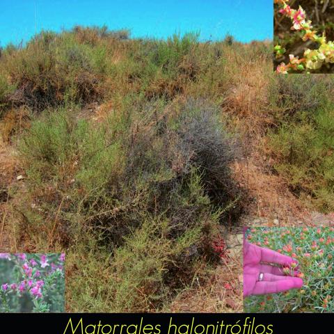 Matorrales halonitrofilos