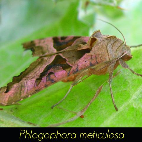 Phlogophora meticulosa