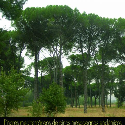 Pinares mediterráneos de pinos mesogeanos endémicos