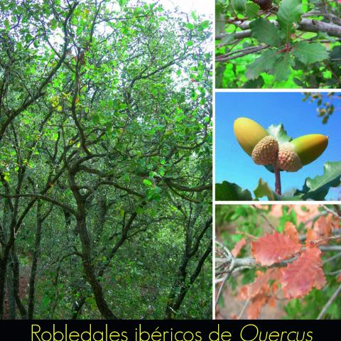 Robledales ibericos de Quercus