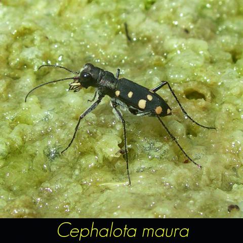 Cephalota maura