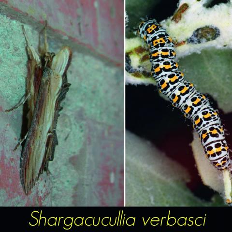 Shargacucullia verbasci