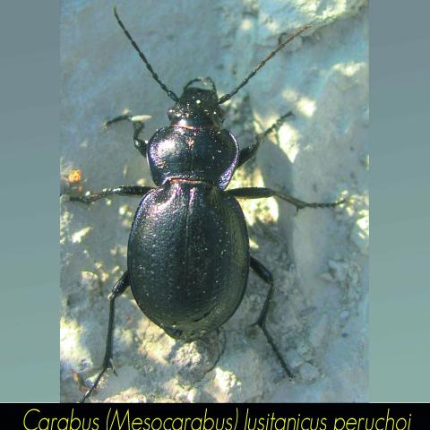 Carabus lusitanicus peruchoi