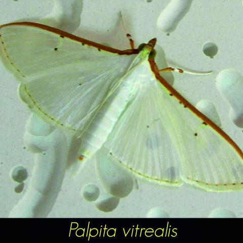 Palpita vitrealis