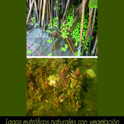 Lagos eutróficos naturales con vegetación