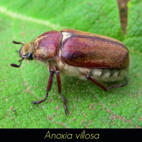 Anoxia villosa