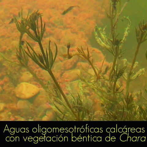 Aguas oligomesotróficas calcáreas