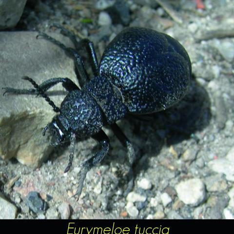 Eurymeloe tuccia