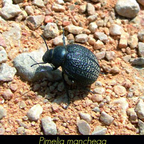 Pimelia manchega