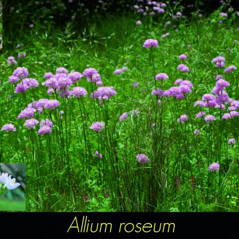 Allium roseum