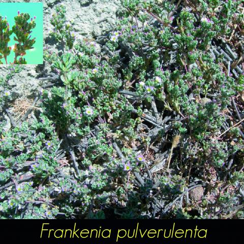 Frankenia pulverulenta