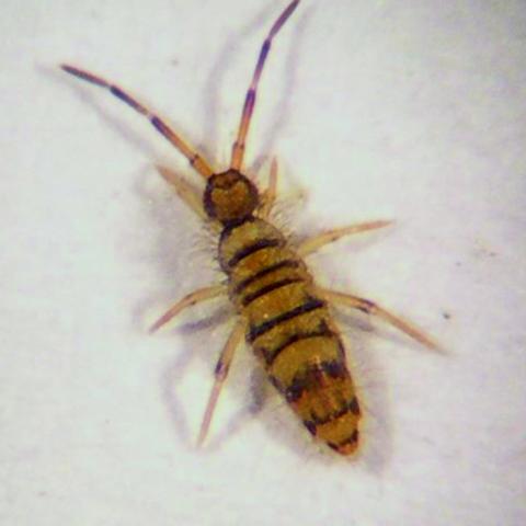 Entomobrya atrocincta