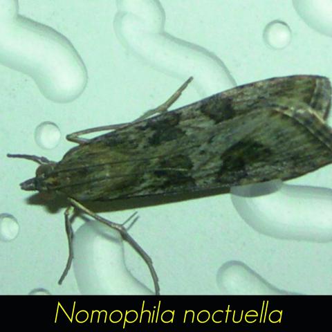 Nomophila noctuella