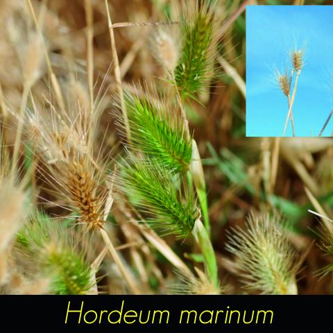 Hordeum marinum