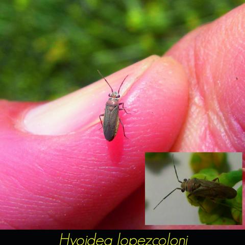 Hyoidea lopezcoloni