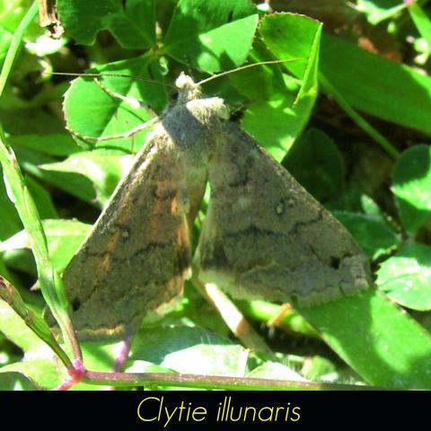 Clytie illunaris