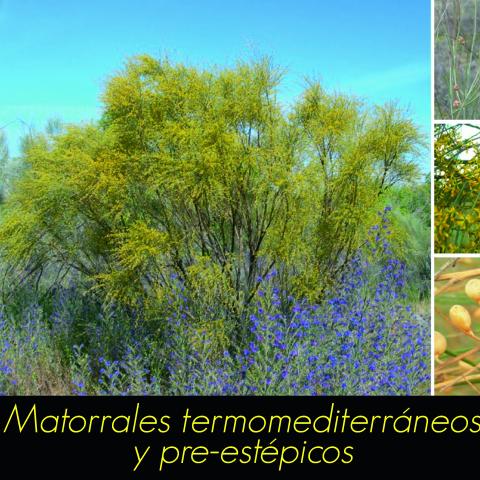 Matorrales termomediterráneos