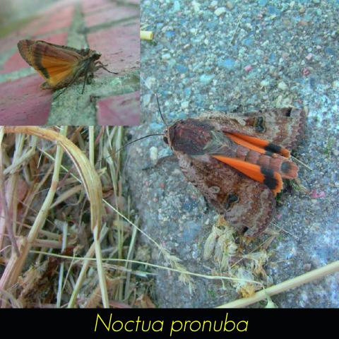 Noctua pronuba