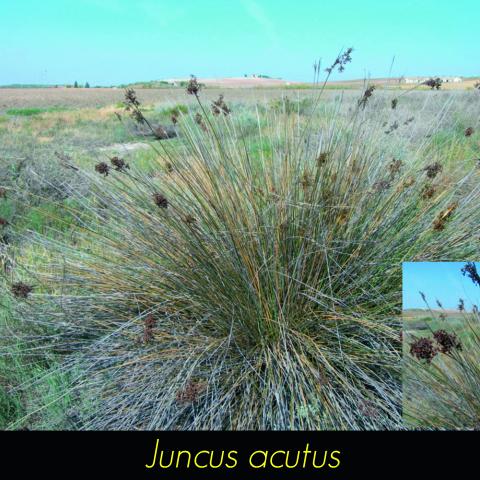 Juncus acutus