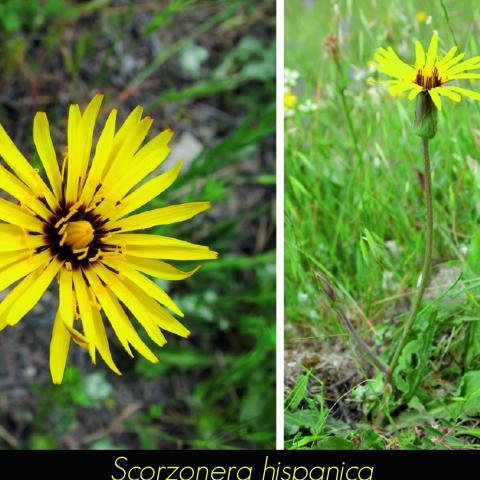 Scorzonera hispanica