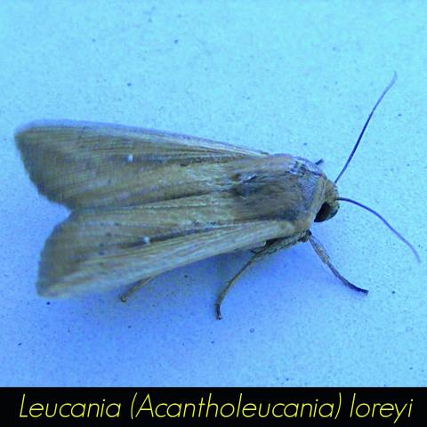Leucania acantholeucania loreyi