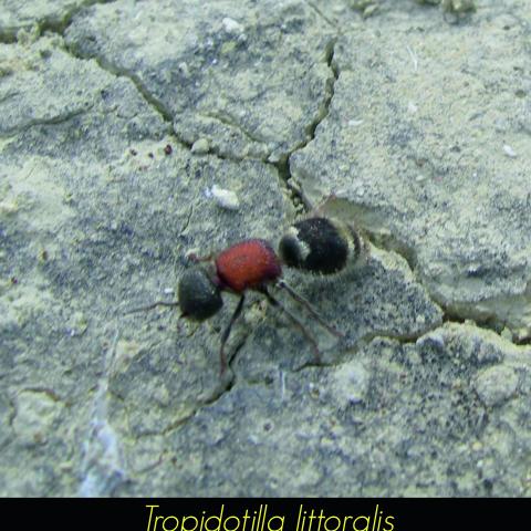 Tropidotilla littoralis