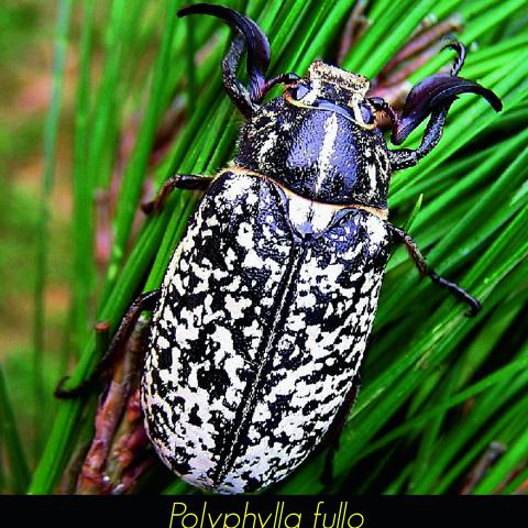 Polyphylla fullo