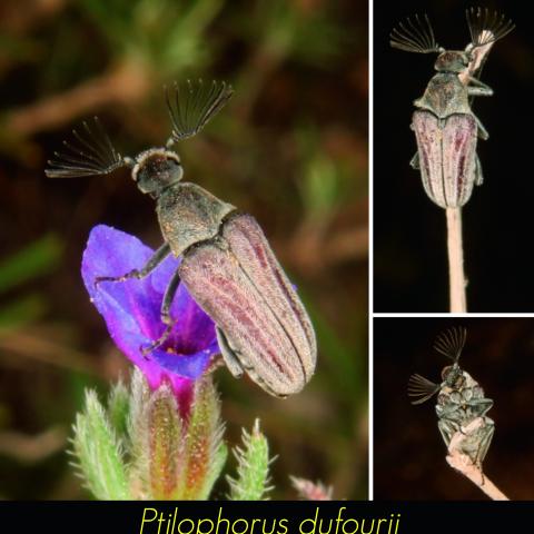 Ptilophorus dufourii