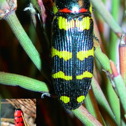 Yamina sanguinea