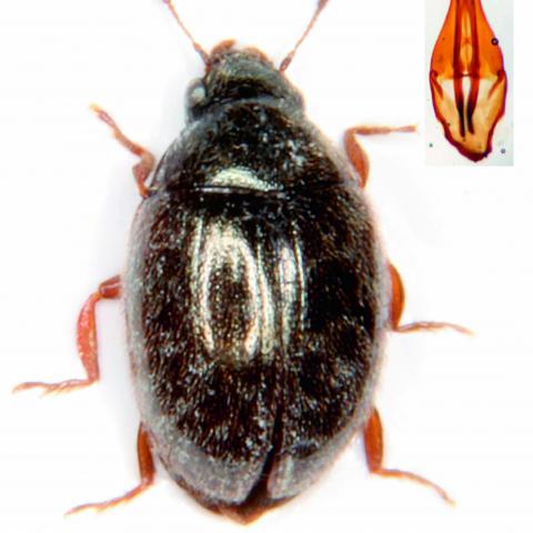 Simplocaria semistriata