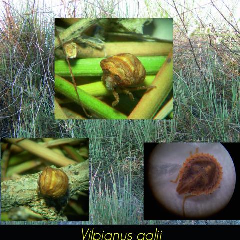 Vilpianus galii