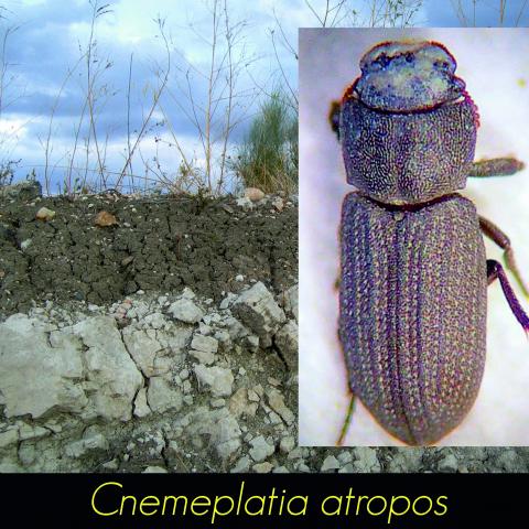 Cnemeplatia atropos