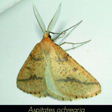 Aspitates ochrearia