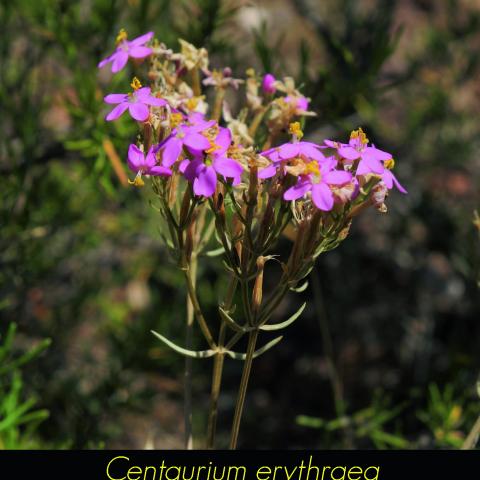 Centaurium erythraea