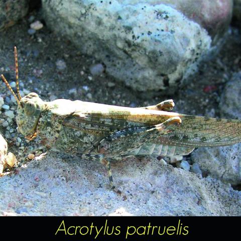 Acrotylus patruelis
