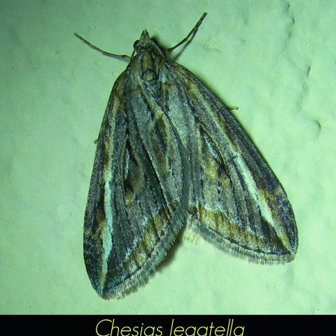 Chesias legatella