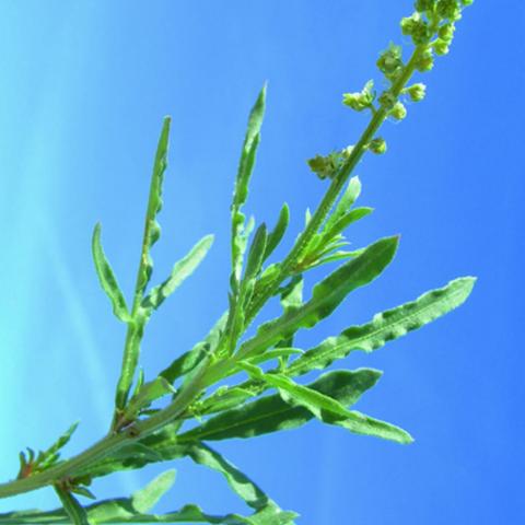 Reseda lutea