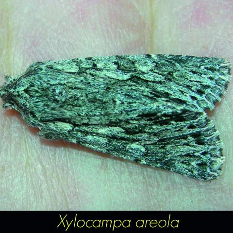 Xylocampa areola
