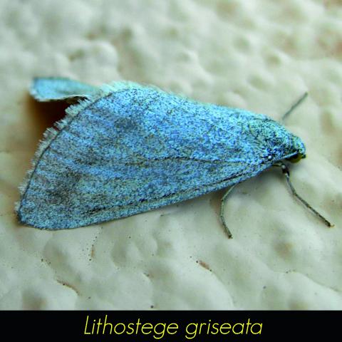Lithostege griseata