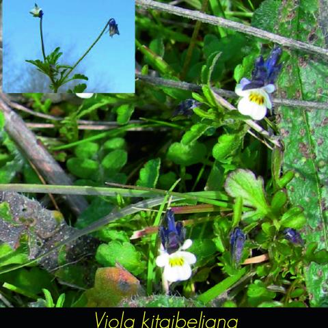 Viola kitaibeliana