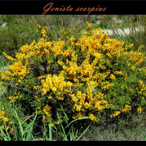 Genista scorpius