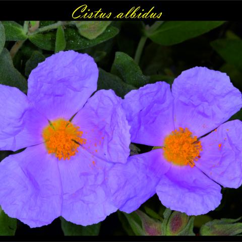 Cistus albidus