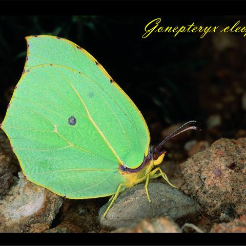 Gonepteryx claopatra
