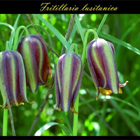 Fritillaria lusitanica