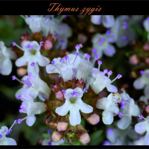 Thymus zygis