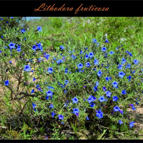 Lithodora fruticosa