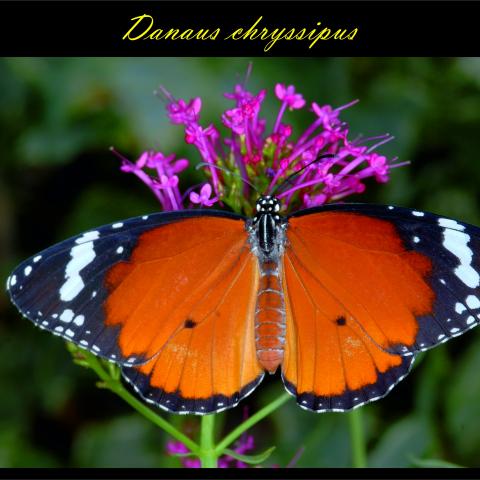 Danaus chryssipus